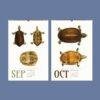 September and October turtle illustration wall calendar pages