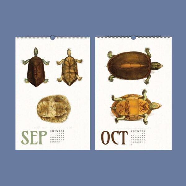 September and October turtle illustration wall calendar pages