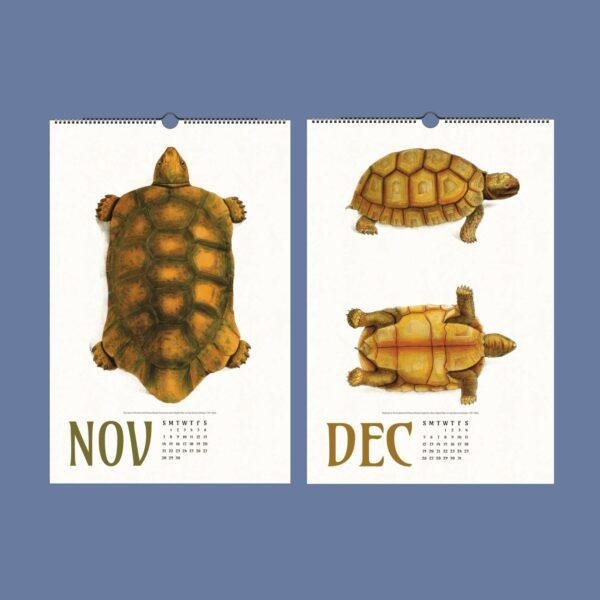 November and December turtle illustration wall calendar pages